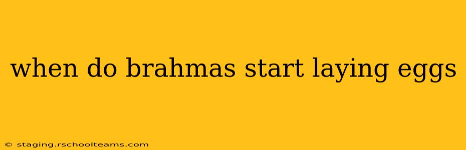 when do brahmas start laying eggs