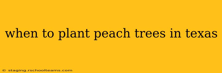 when to plant peach trees in texas