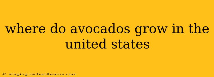 where do avocados grow in the united states