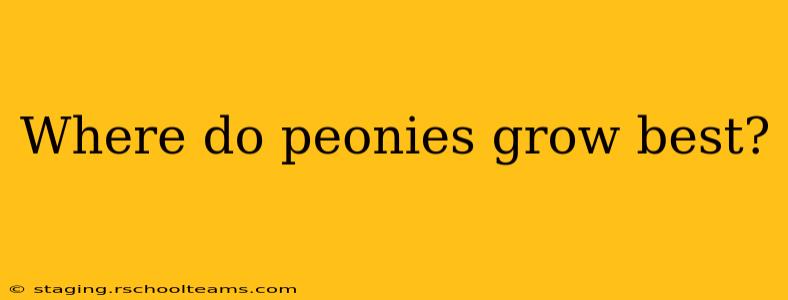 Where do peonies grow best?