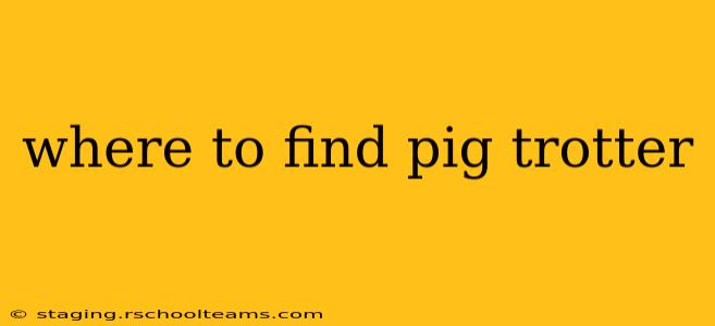 where to find pig trotter