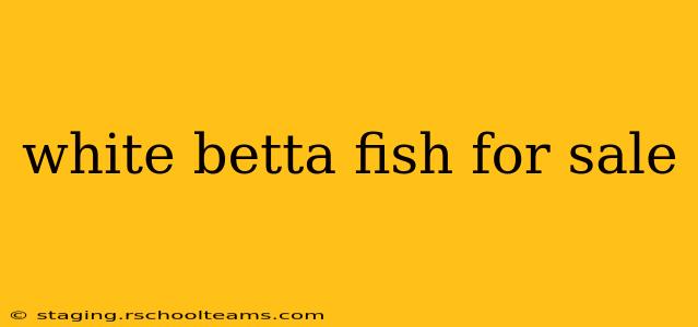 white betta fish for sale