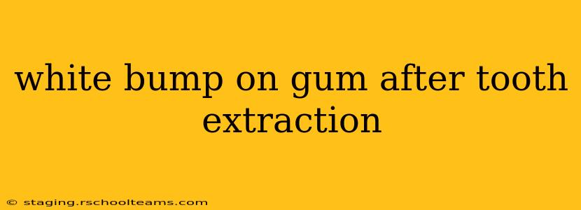 white bump on gum after tooth extraction