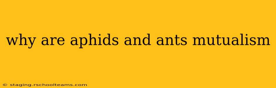 why are aphids and ants mutualism