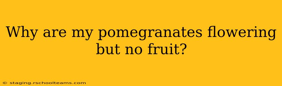 Why are my pomegranates flowering but no fruit?