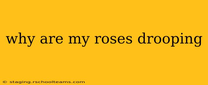 why are my roses drooping