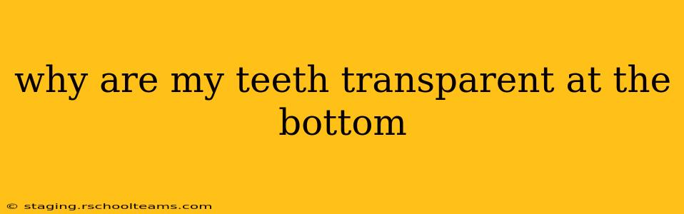 why are my teeth transparent at the bottom