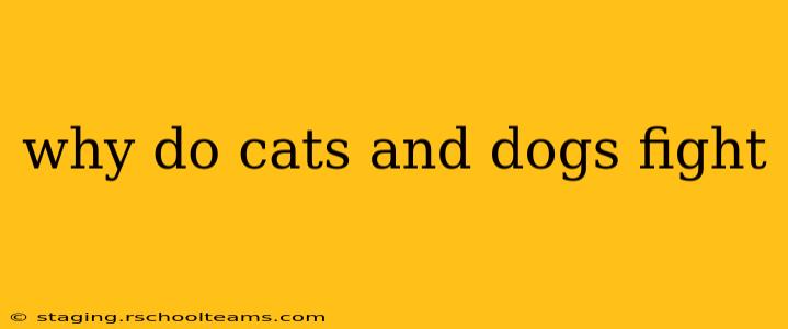 why do cats and dogs fight
