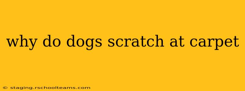 why do dogs scratch at carpet