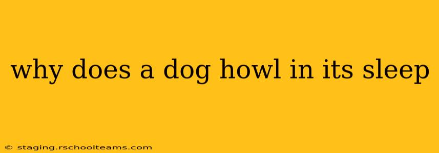 why does a dog howl in its sleep