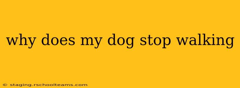 why does my dog stop walking