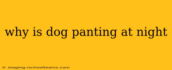 why is dog panting at night