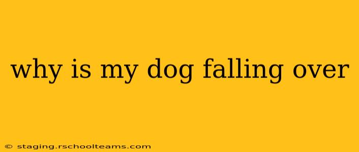 why is my dog falling over
