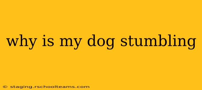 why is my dog stumbling