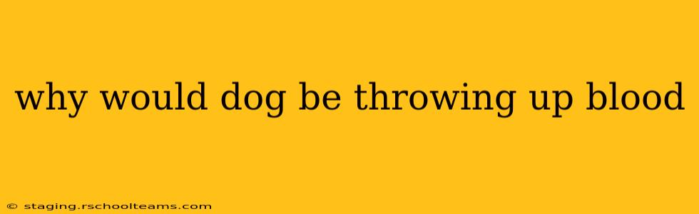 why would dog be throwing up blood