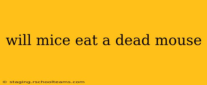 will mice eat a dead mouse