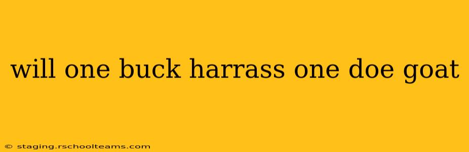 will one buck harrass one doe goat