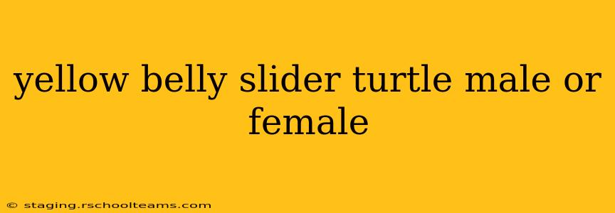 yellow belly slider turtle male or female