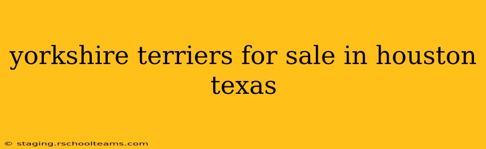 yorkshire terriers for sale in houston texas